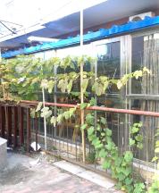 各种各样违建将小区变成大杂院商家再把门斗扒掉重新再建(图2)