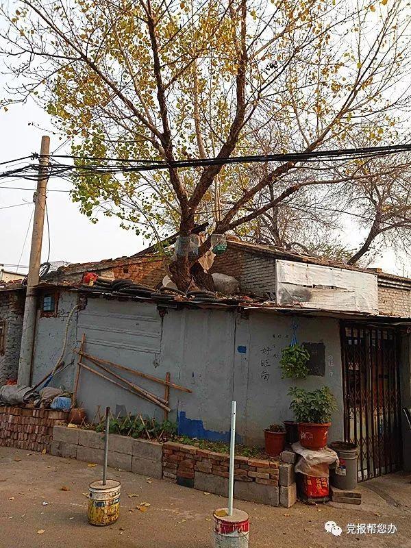 拆房后围挡圈地了事废墟上搭窝棚收废品(图7)