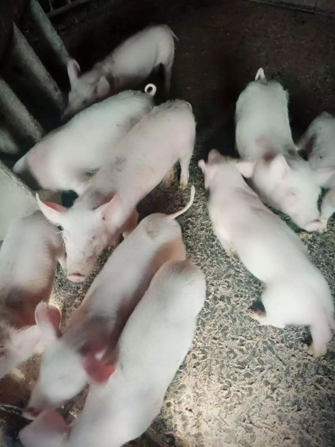 （孙吴公布热点新闻发布|卖向阳土豆五毛钱一斤特别好吃嘎嘎面）(图7)