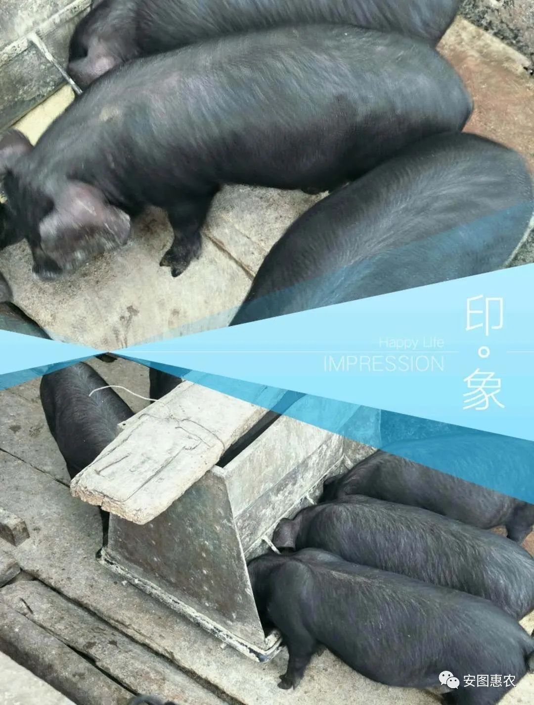 二手彩钢房活动房 2016年10月12日（星期六）惠农招聘信息(图2)