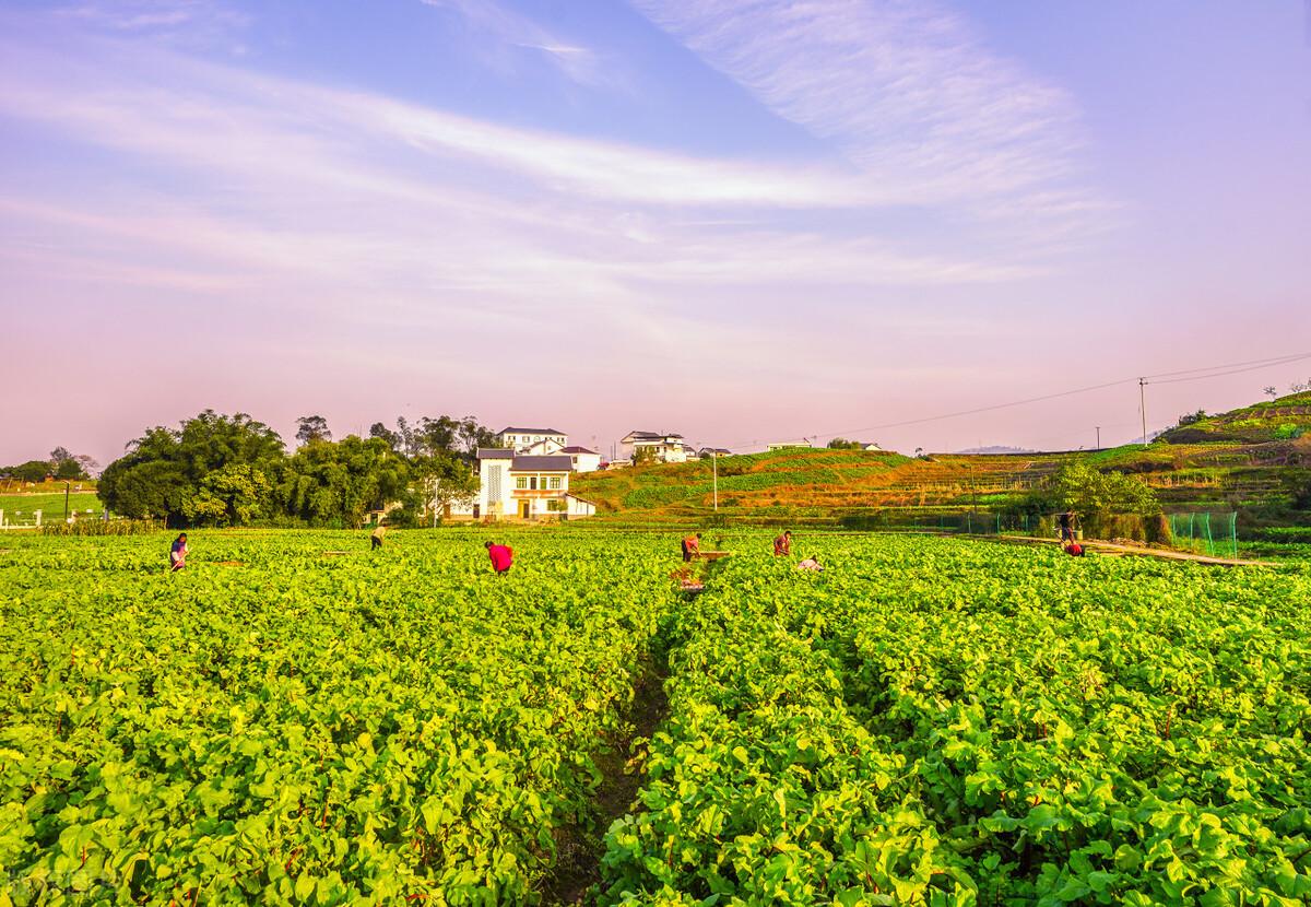 农村彩钢瓦房将全面拆除？有三大风险希望大家能够保持警惕！(图1)