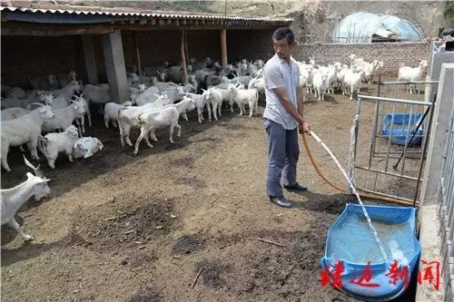 贫困户李东：政府给我买了羊（郭旭）(图2)