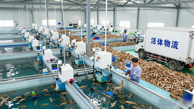 越南虾多到堆满冷库，为什么不去中国？(图1)